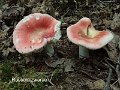 Russula zvarae-amf1727-1